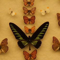 باغ موزه پروانه ها
