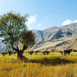 روستای افجه