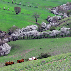 روستای پاشا کلا