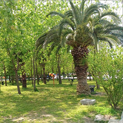 پارک ملت محمود آباد