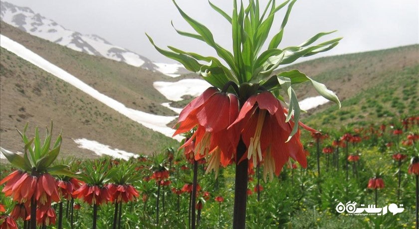 شهر دورود در استان لرستان - توریستگاه