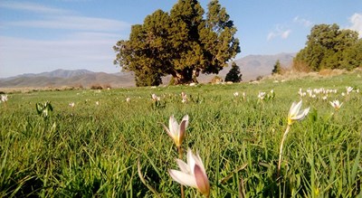 شهر جیرفت در استان کرمان - توریستگاه