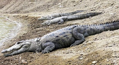 شهر چابهار در استان سیستان و بلوچستان - توریستگاه