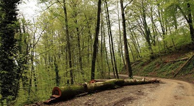 شهر گلوگاه در استان مازندران - توریستگاه