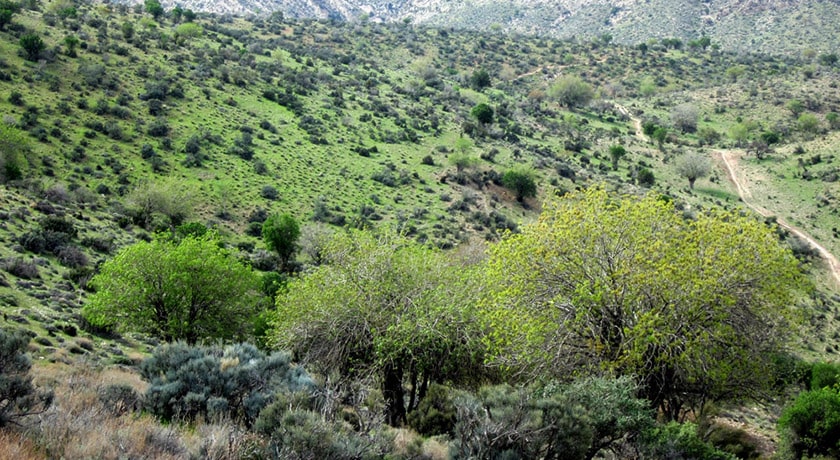 شهر فسا در استان فارس - توریستگاه