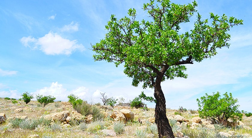 شهر نی ریز	 در استان فارس - توریستگاه