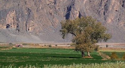 شهر نی ریز	 در استان فارس - توریستگاه