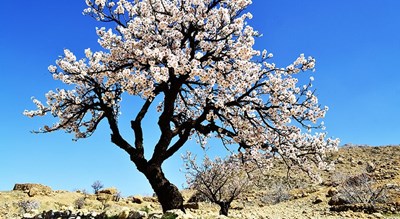 شهر نی ریز	 در استان فارس - توریستگاه