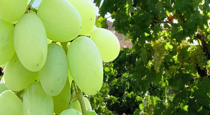 شهر فاروج در استان خراسان شمالی - توریستگاه