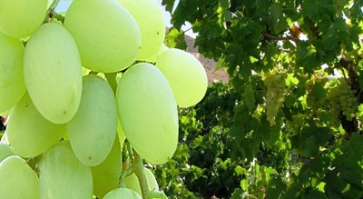 شهر فاروج در استان خراسان شمالی - توریستگاه