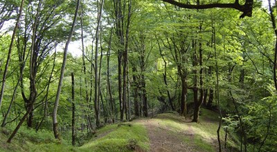 شهر کرد کوی	 در استان گلستان - توریستگاه
