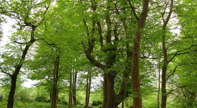 شهر صومعه سرا	 در استان گیلان - توریستگاه