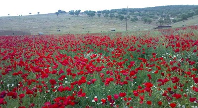 شهر اسلام آباد غرب	 در استان کرمانشاه - توریستگاه
