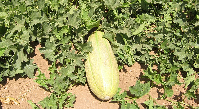 شهر بهار	 در استان همدان - توریستگاه