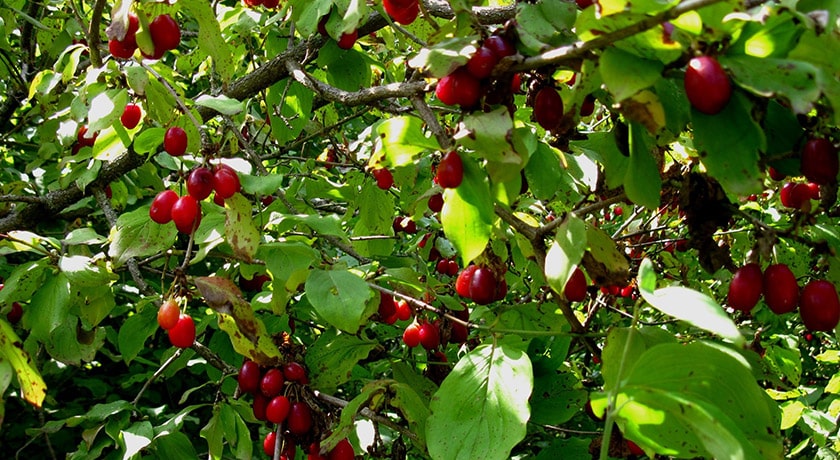 شهر کلیبر در استان آذربایجان شرقی - توریستگاه