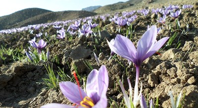 شهر مرند در استان آذربایجان شرقی - توریستگاه