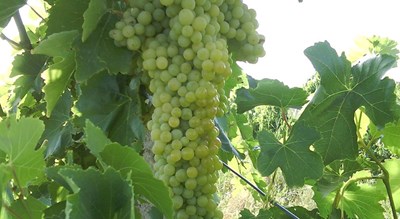 شهر ملکان در استان آذربایجان شرقی - توریستگاه