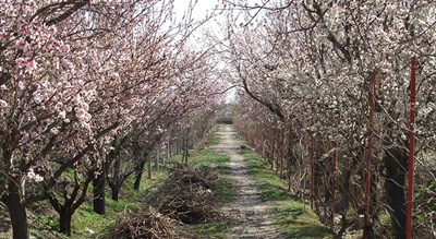 شهر ملکان در استان آذربایجان شرقی - توریستگاه