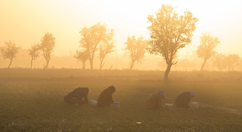 شهر تربت حیدریه در استان خراسان رضوی - توریستگاه