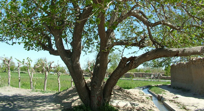 شهر گناباد در استان خراسان رضوی - توریستگاه