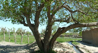 شهر گناباد در استان خراسان رضوی - توریستگاه