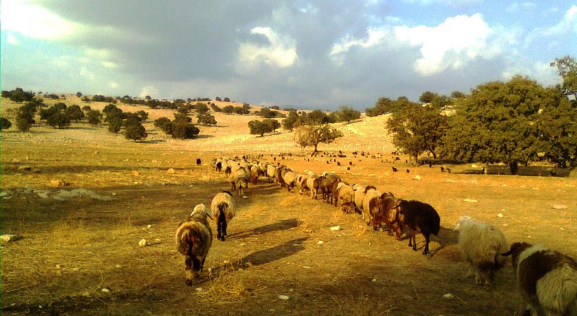 شهر اندیمشک در استان خوزستان - توریستگاه