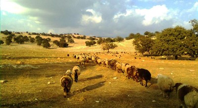 شهر اندیمشک در استان خوزستان - توریستگاه