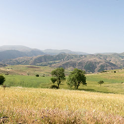 املش