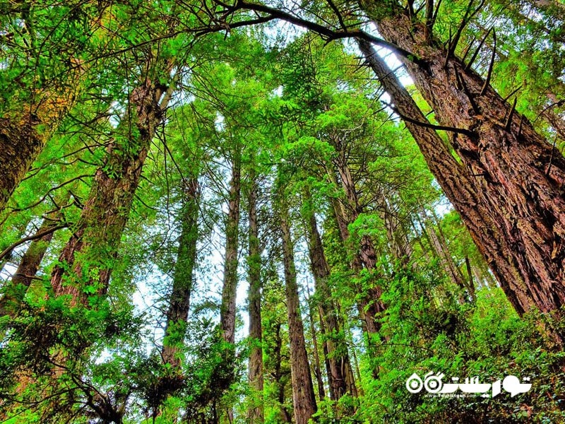 4. پارک ملی ردوود (Redwood) در ایالت کالیفورنیا