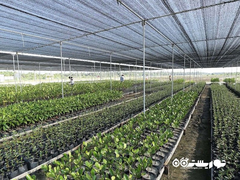گونه گیاهی در فهرست وضعیت قرمز