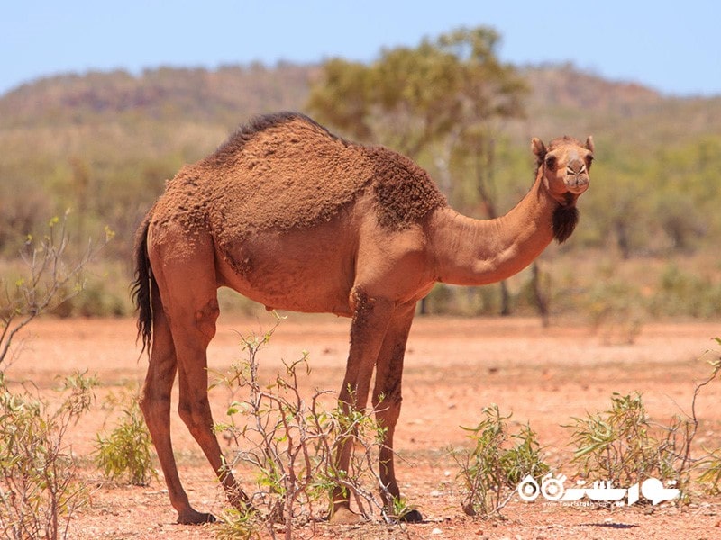 شترها در منطقه اوت بک (Outback)