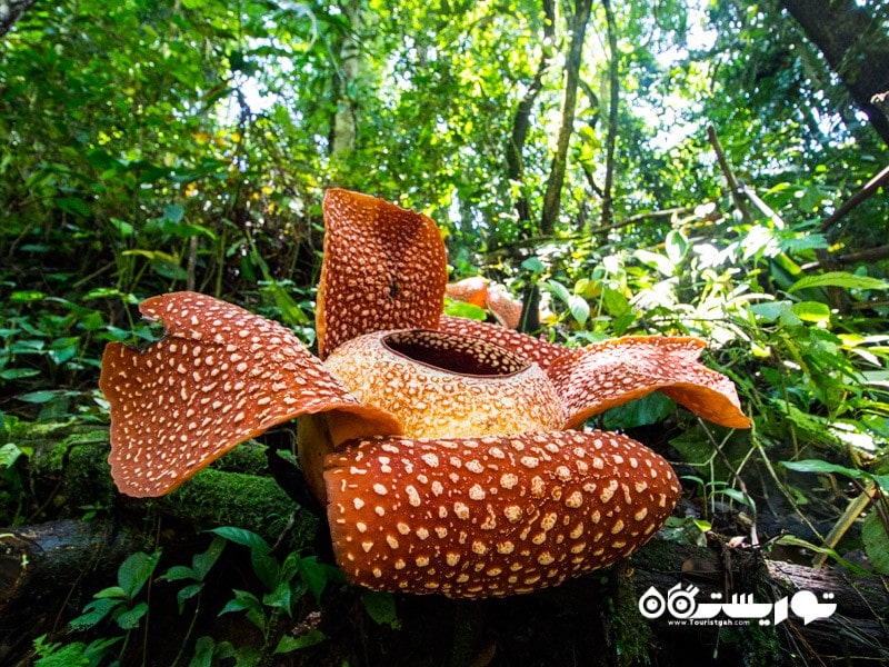 7: بزرگ ترین گل جهان به نام رافیا آرنولدی (Largest Flower Plant (Rafflesia Arnoldii