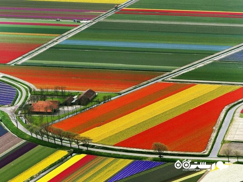 7.زمین ‌های بلومینگ تولیپ (Blooming Tulip Fields) در کشور هلند 