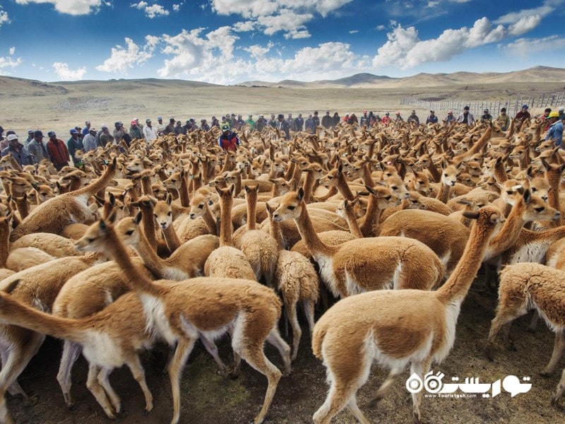 پرو جنوبی (SOUTHERN PERU)