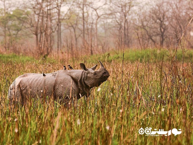 آسام (Assam)