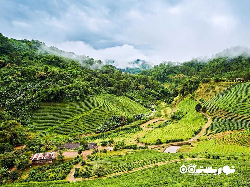 دوی مائه سالونگ، تایلند (Doi Mae Salong) – تپه‌ های چای شمال تایلند
