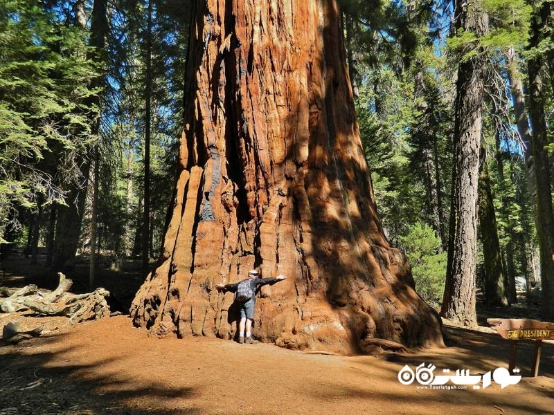 پارک ملی سکویا (Sequoia National Park) در ایالت کالیفرنیا