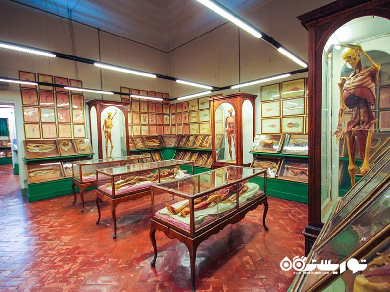 ۱۱. کشف جنبه علمی فلورانس