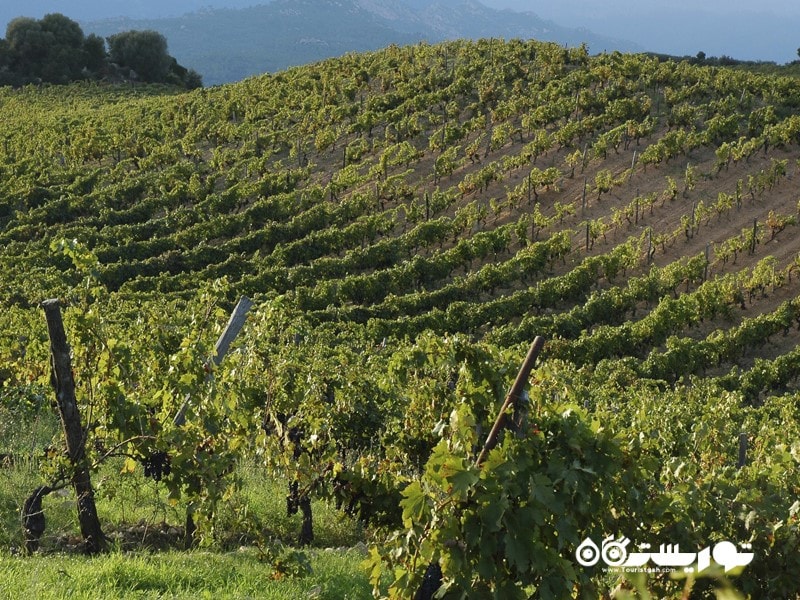 تاکستان دومِن دِ تُرغاکچیا (Vineyard Domaine de Torraccia)