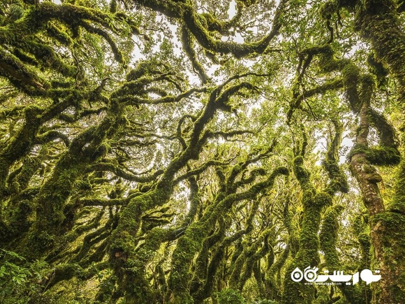 5- جنگل گوبلین (Goblin Forest) در نیوزیلند