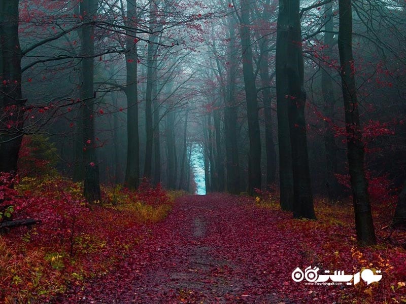 یک مسیر شوم در جنگل سیاه مرموز آلمان