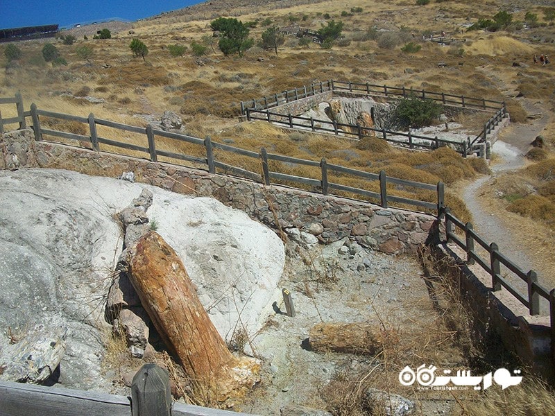 2. جنگل سنگ‌ شده لسبوس (Lesvos Petrified Forest)، یونان