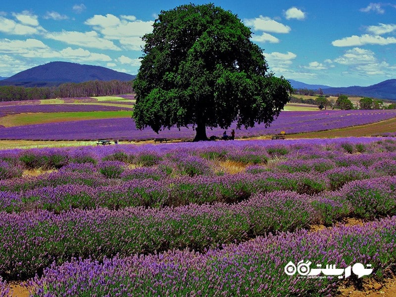 بریدستو لوندر استیت (Bridestowe Lavender Estate)، تاسمانی