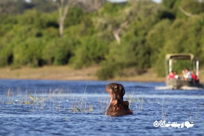 رودخانه چوبی (Chobe River)