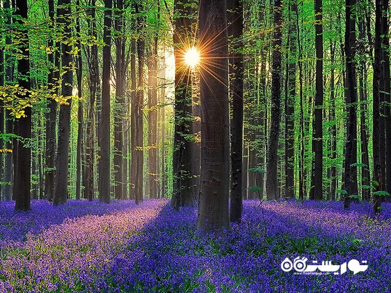 2- هالربوس (Hallerbos) در بلژیک