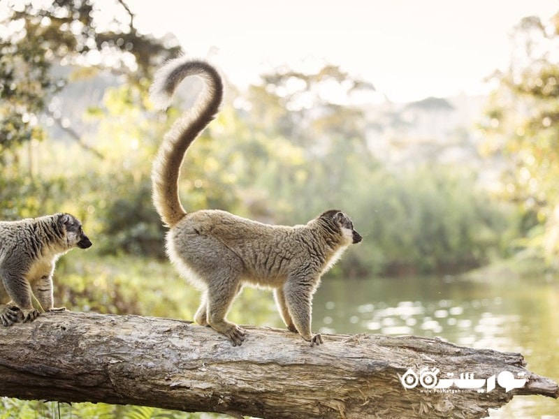 گذراندن وقت با حیات وحش بامزه ماداگاسکار