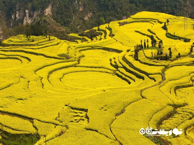 21.زمین‌ های خردل در استان یونان (Yunnan) در کشور چین