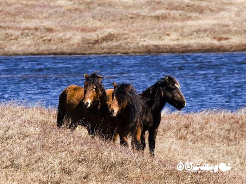 - پارک ملی سِیبل ایلند (Sable Island National Park Reserve)  