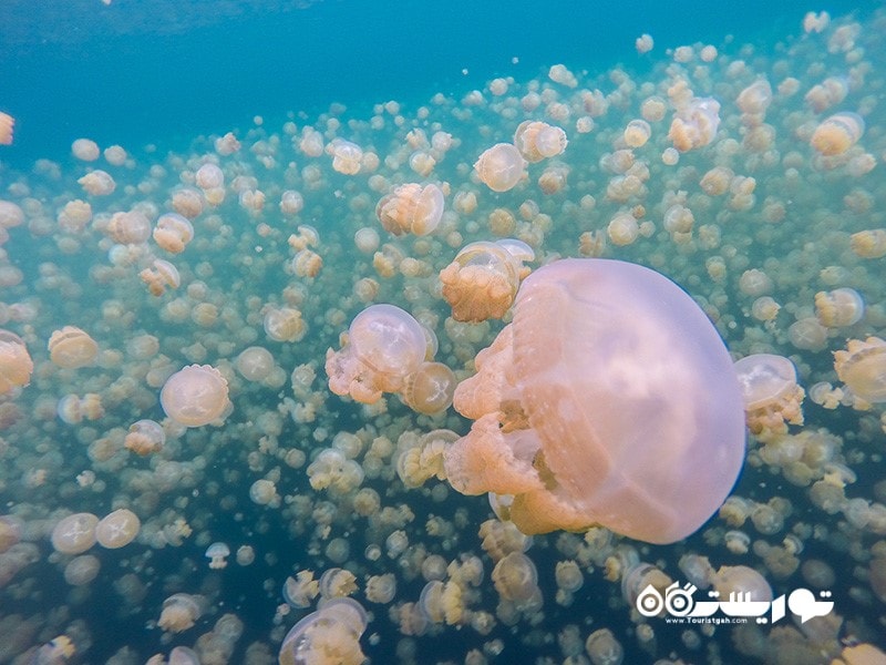 12- دریاچه عروس دریایی (Jellyfish lake)