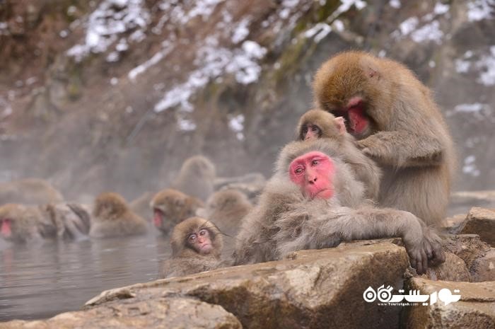 4 – پارک میمون جیگو کودانی (Jigokudani Yaenkoen Park)، کشور ژاپن 